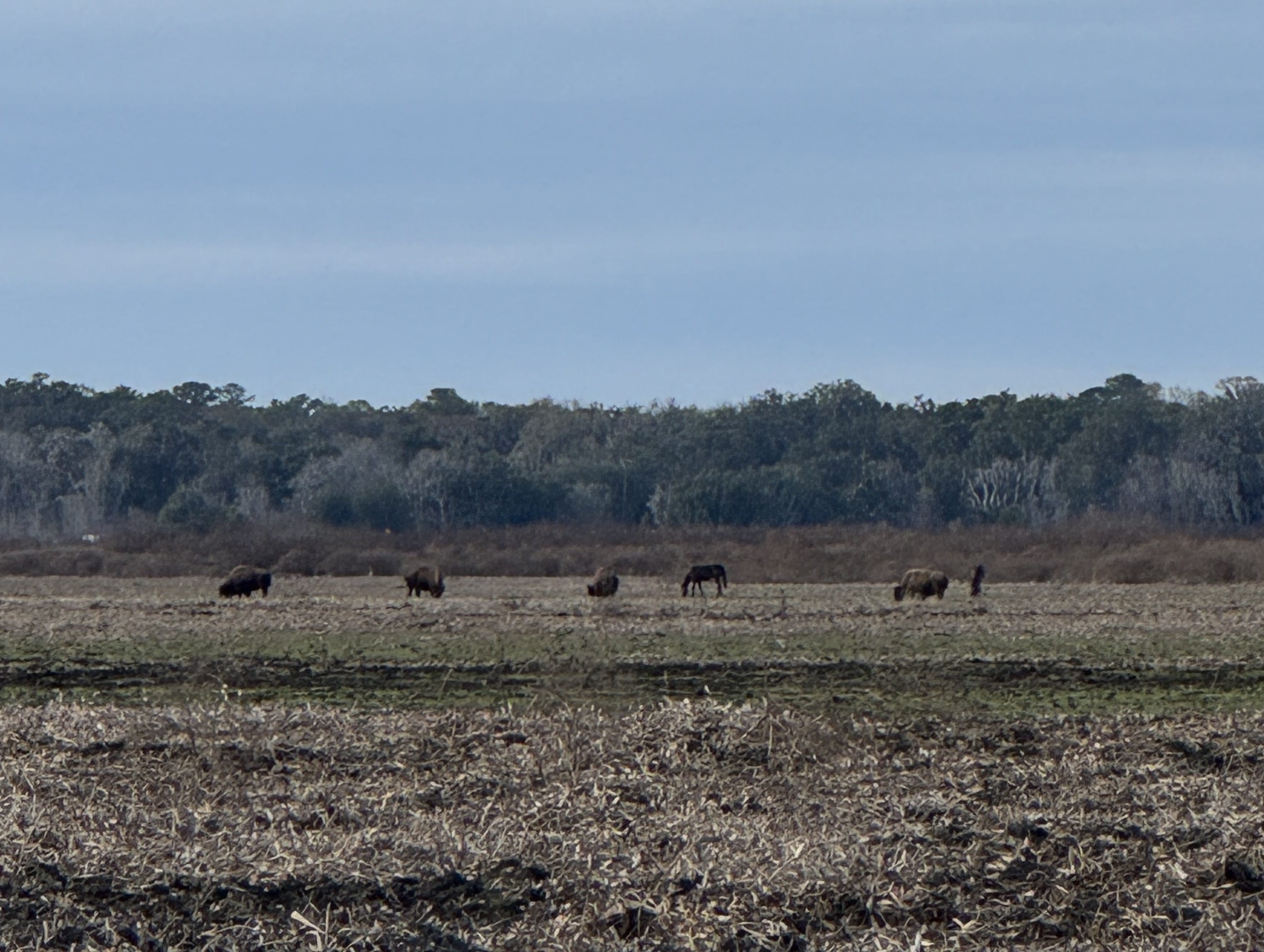 bison in a prairie